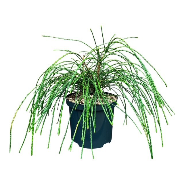 Thuja p. 'Whipcord', D 18 cm