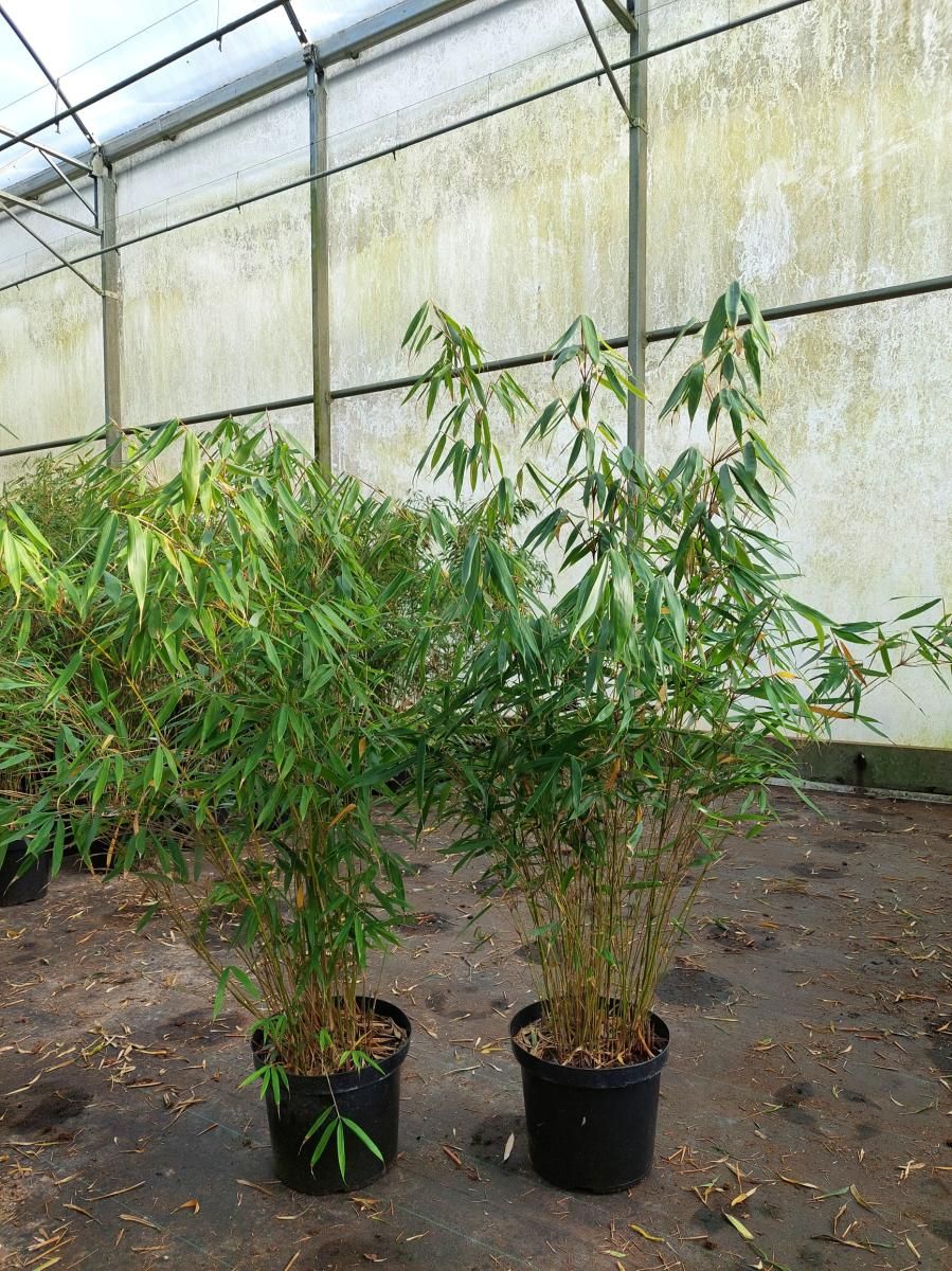 Fargesia robusta 'Pingwu', D 48