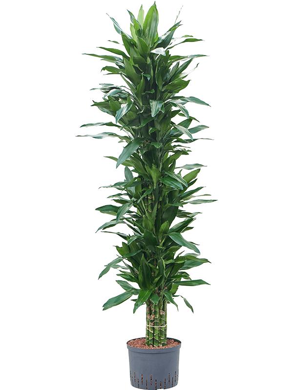 Dracaena fragrans 'Janet Lind', D 25 cm