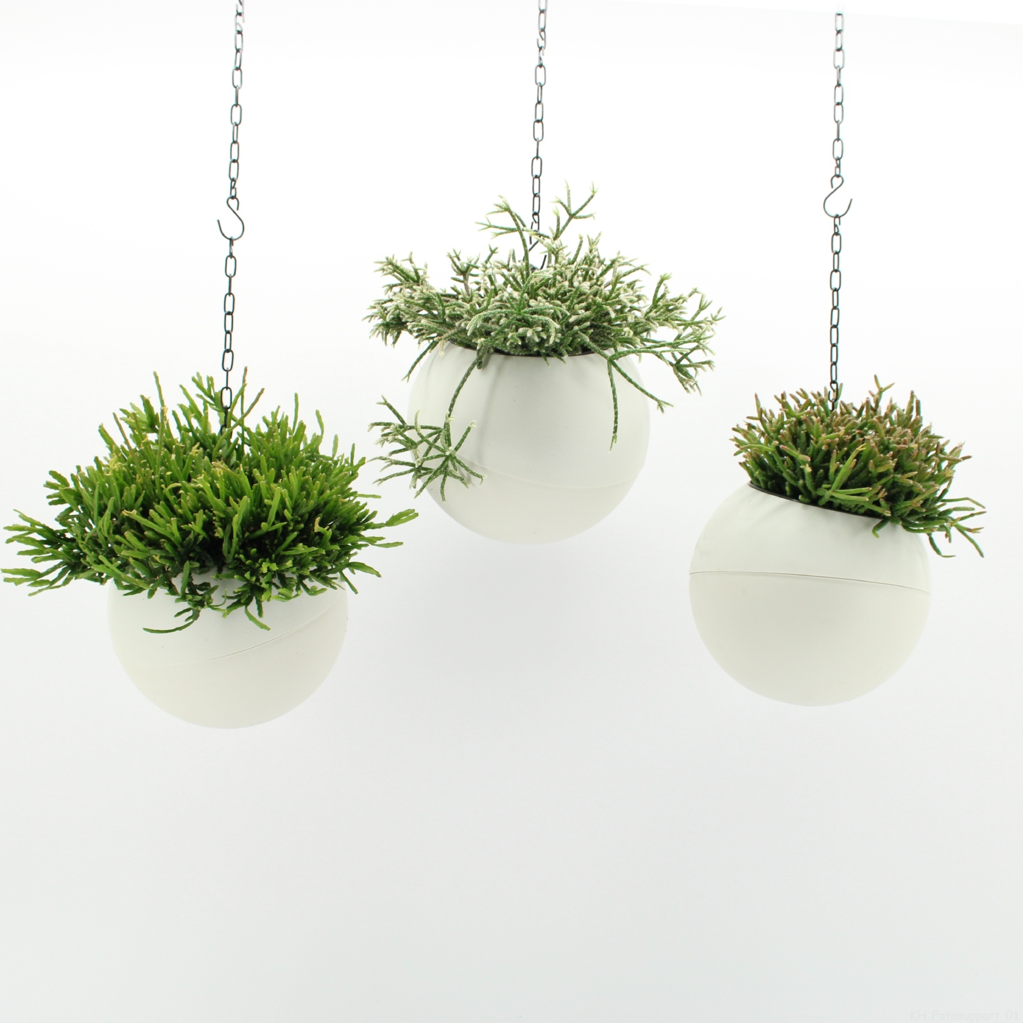 Globee Indoor Rhipsalis mix 129, D 20