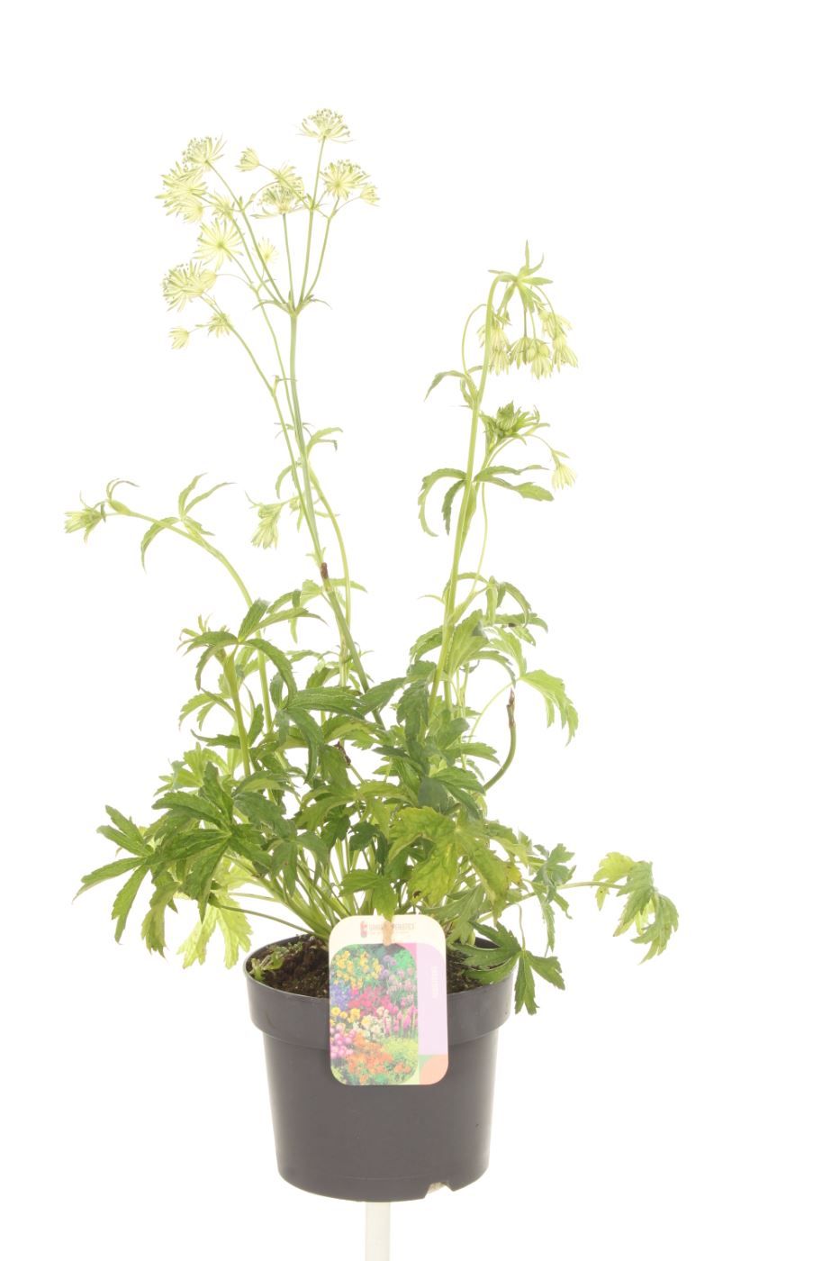 Astrantia major Sparkling Stars White, D 17