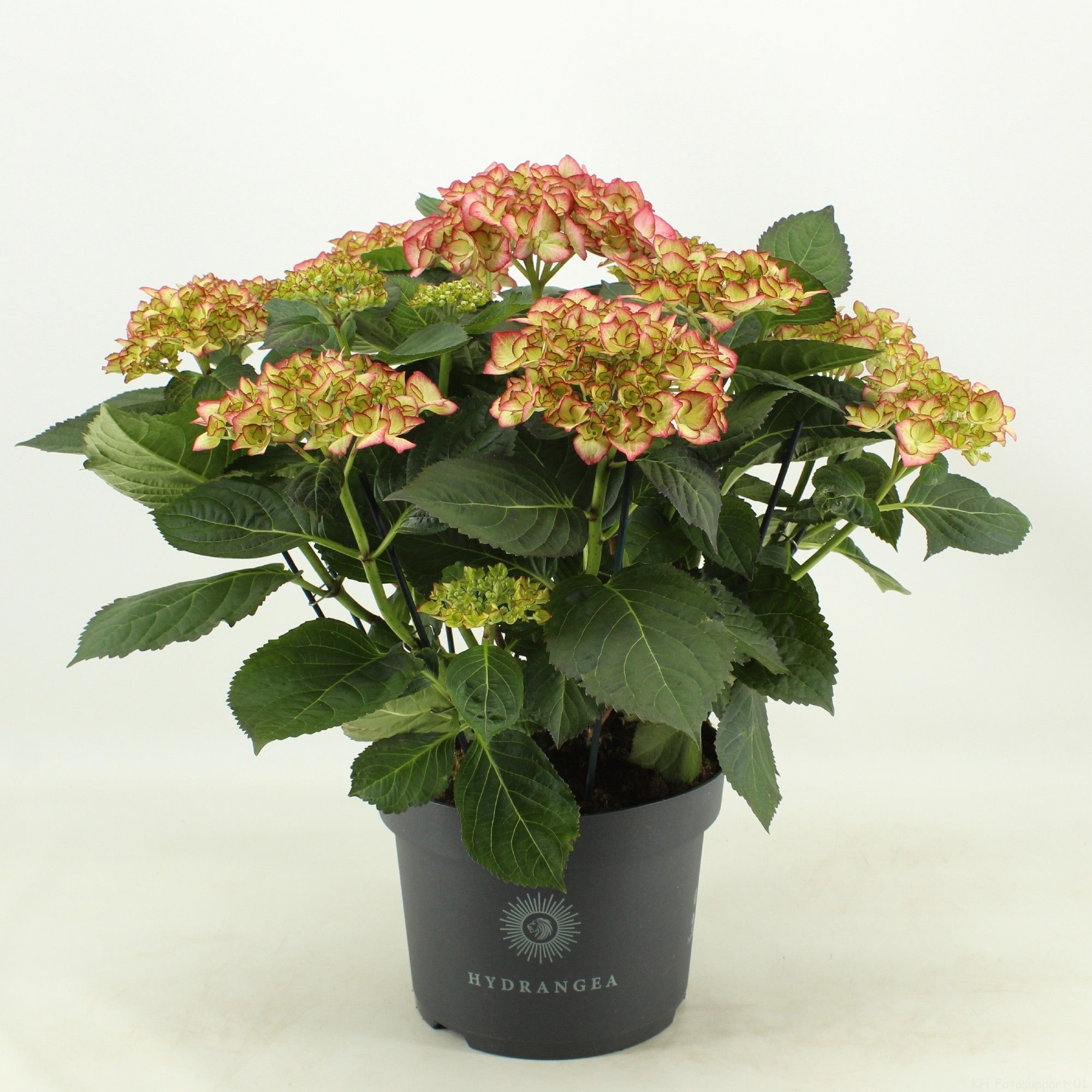 Hydrangea Adula (Hortensia), D 23