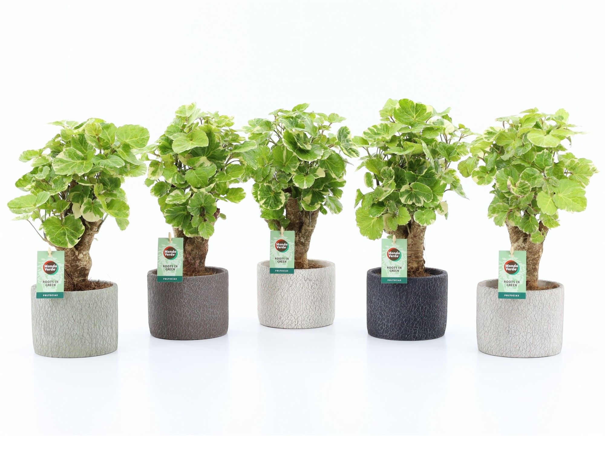 Polyscias Balfouriana in Classic Stone, D 14