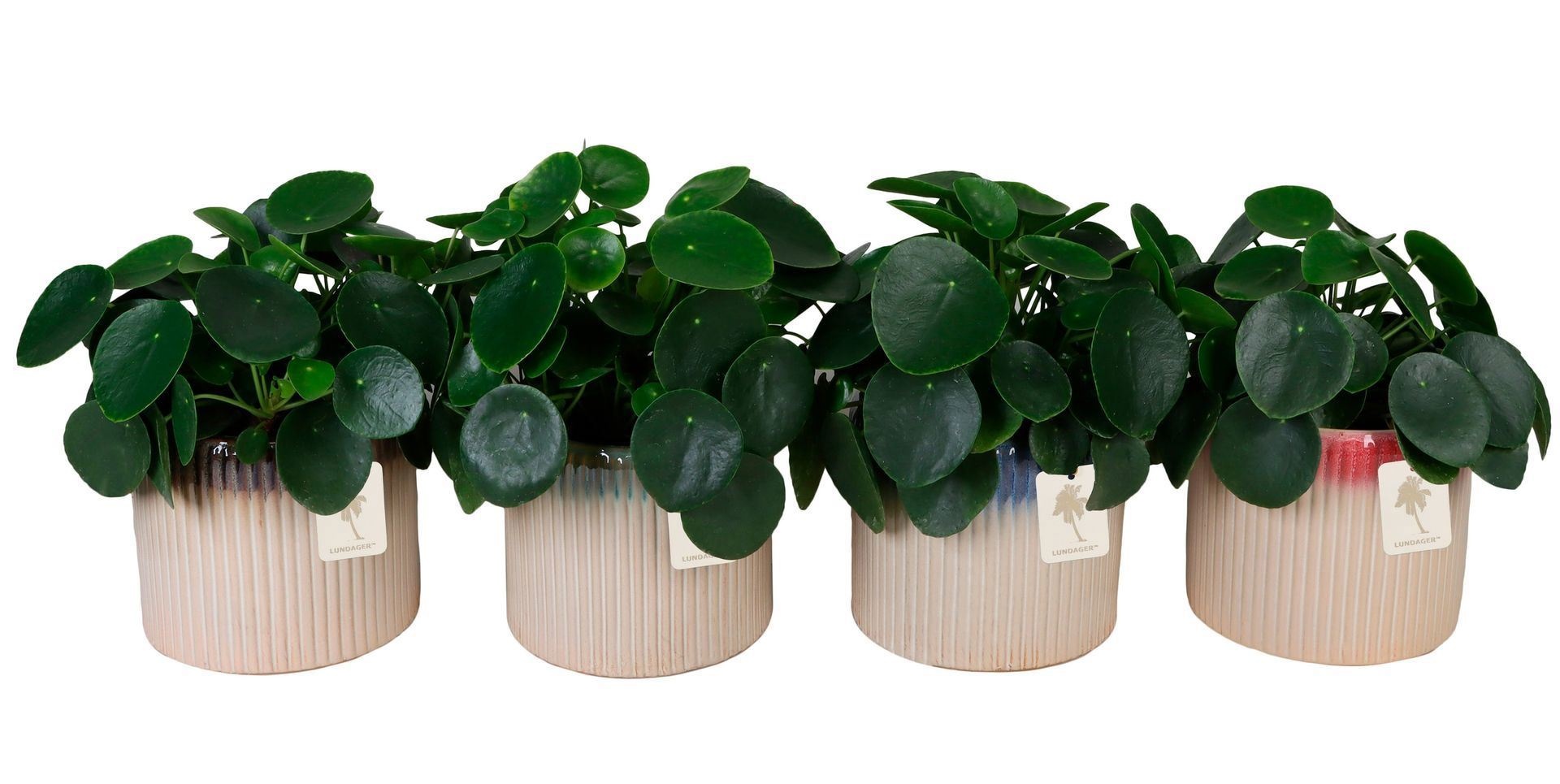 L 67130 with Pilea peperomioides Mix 12 cm, D 12