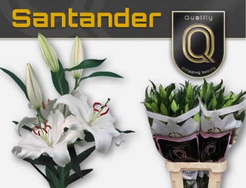 Лилия Сантандер 100, шт.