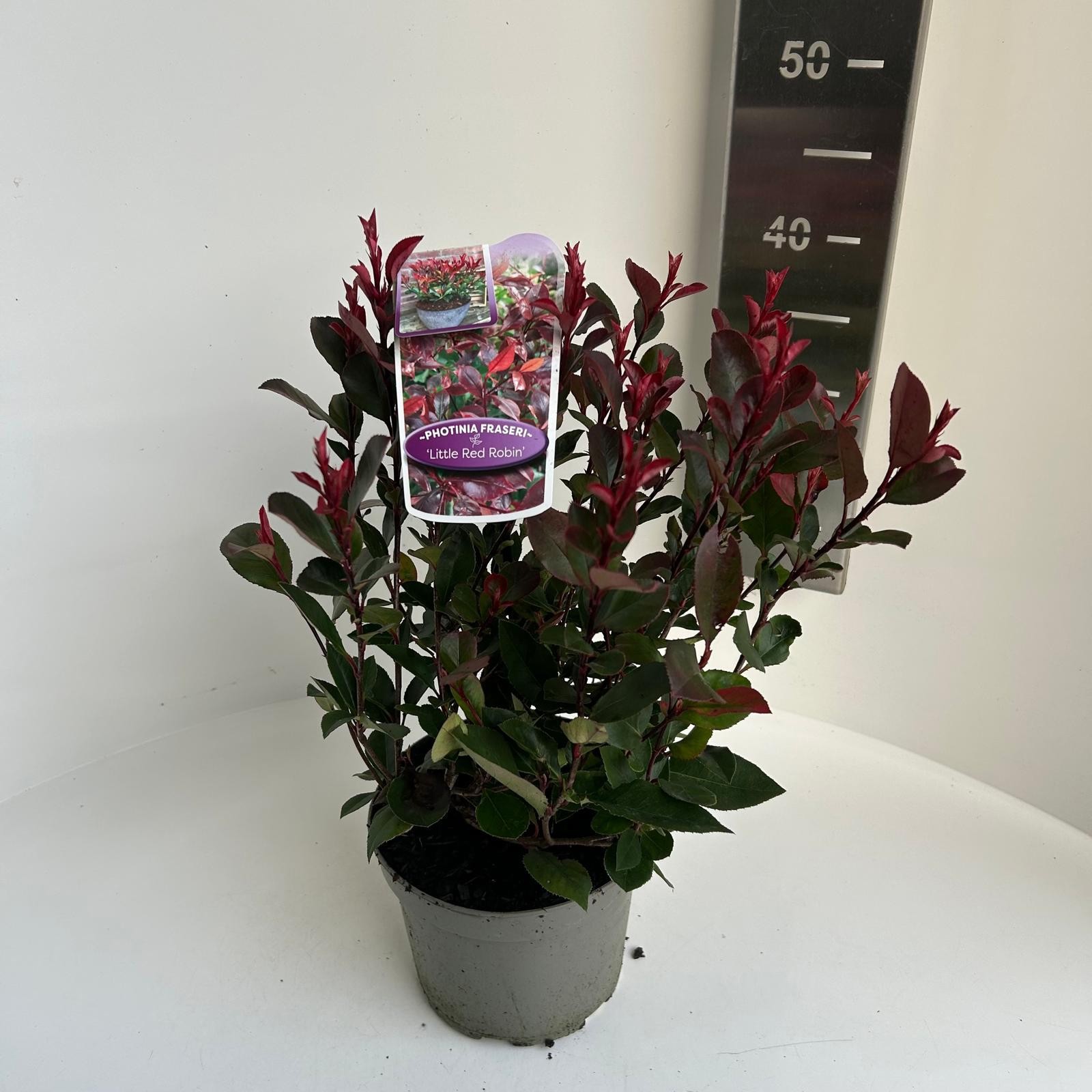 Photinia fras. Little red Robin, D 17