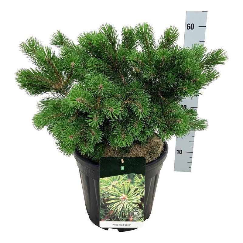 Pinus mugo 'Gnom', D 32