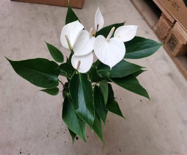 Антуриум Декоративе вайт 11 30