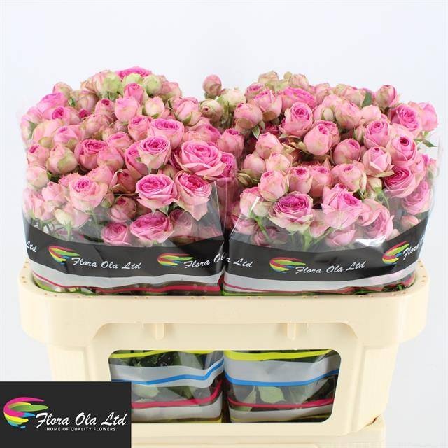 Роза куст. Супер Сенсэшн 70, шт.