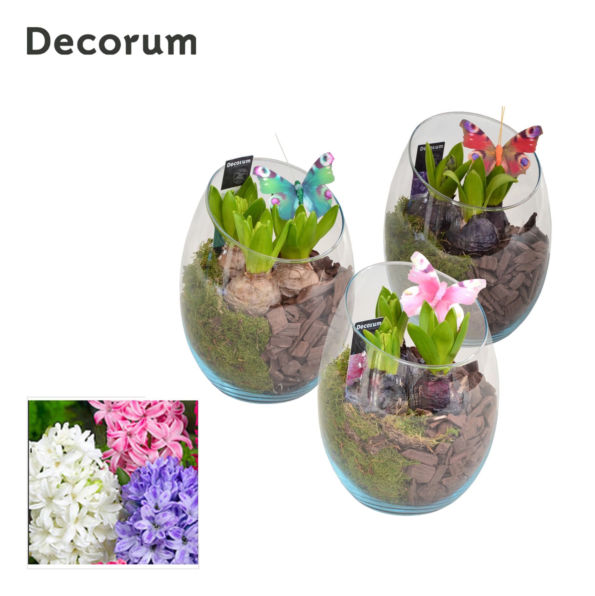 Hyacint Oblique HL11173 [PURE], D 15