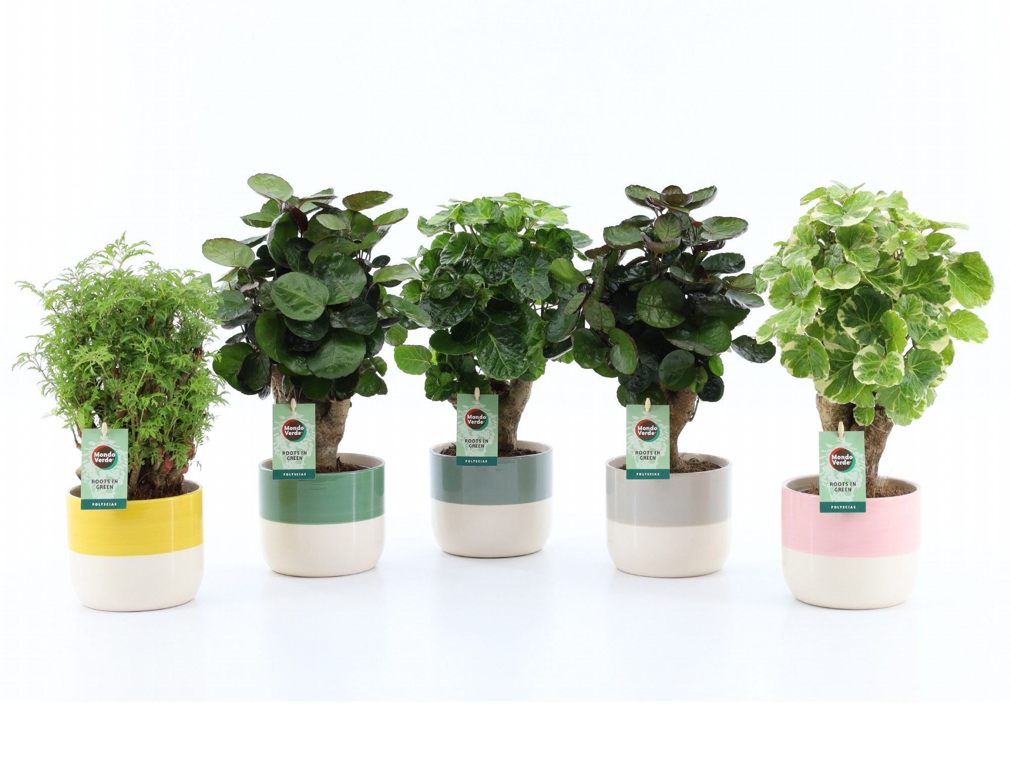 Polyscias Mix 12cm in Two-Tone keramiek, D 13