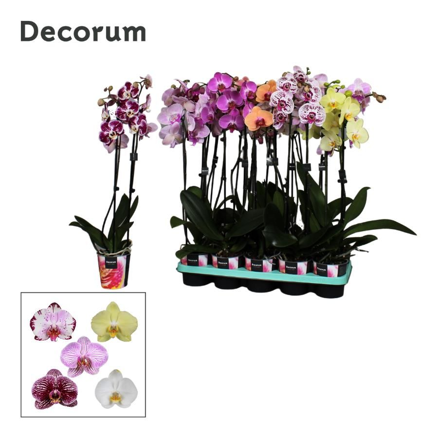 Phalaenopsis 2 tak Decorum 16+ mix, D 12