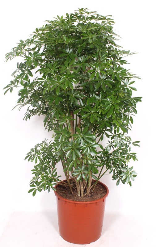 Schefflera arboricola 'Luseana', D 34