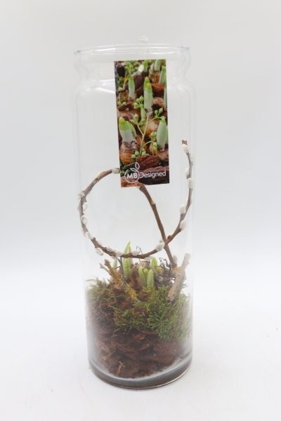 Narcis, glas hoog, D 12