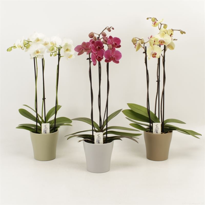 Phalaenopsis gemengd 3 tak gemengd in Modern living keramiek, D 12 cm