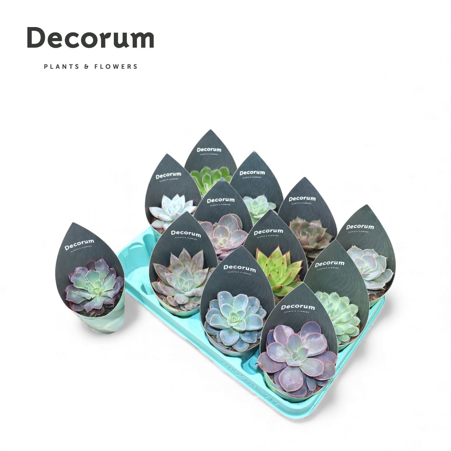 Echeveria Mix (12spc.) (decorum), D 8,5