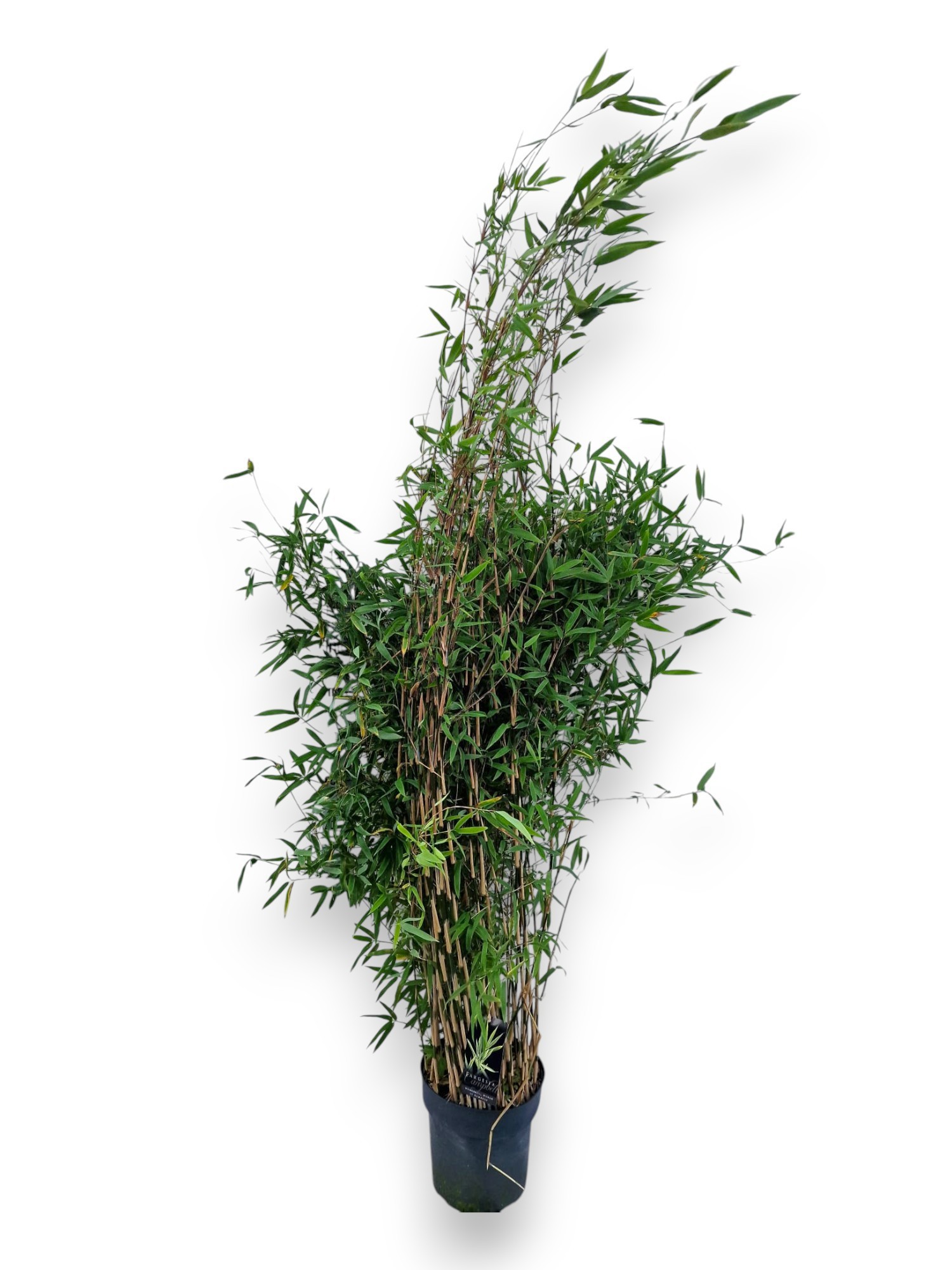 Fargesia nitida 'Great Wall' C10/P27 - Niet-woekerende Bamboe, D 27