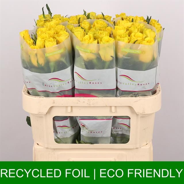 Роза од. Голдфинч 70, шт.