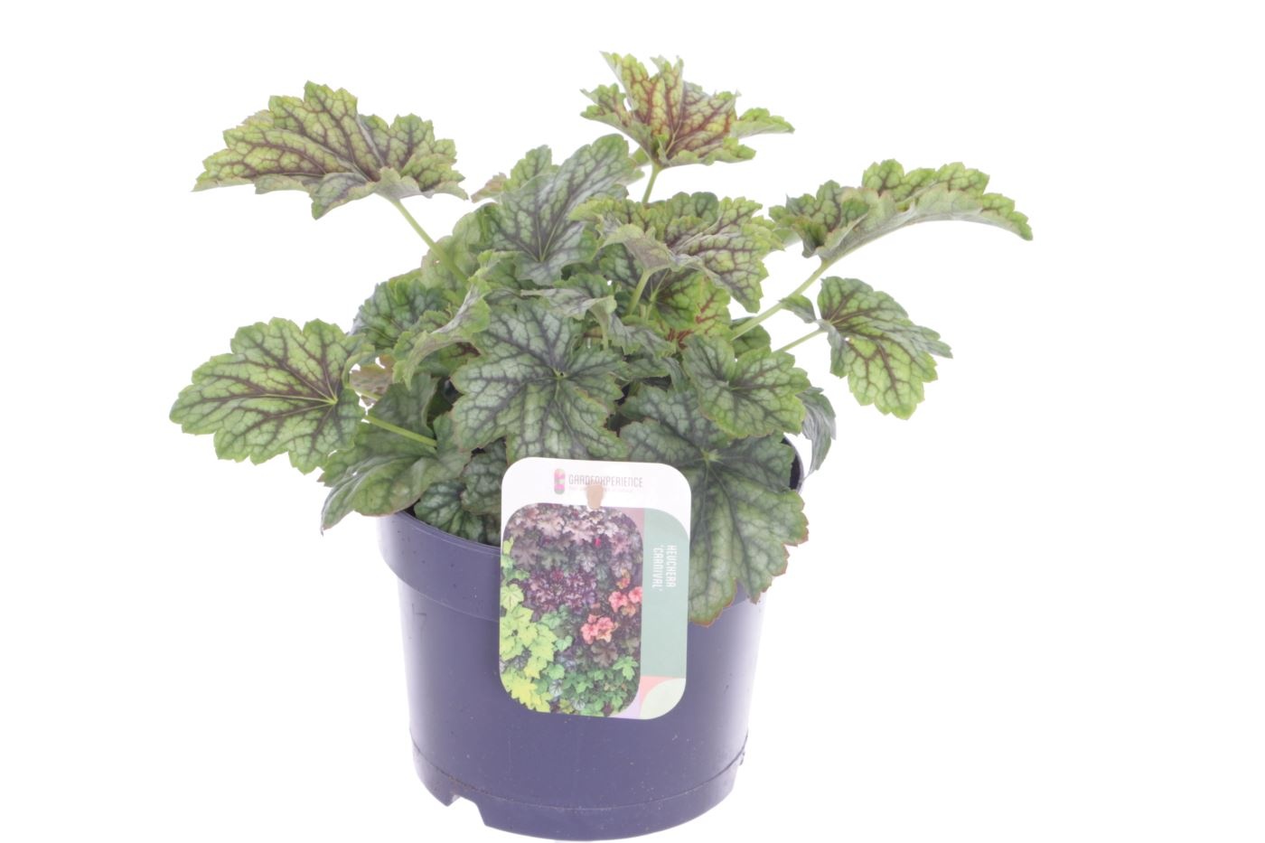 Heuchera Carnival, D 17