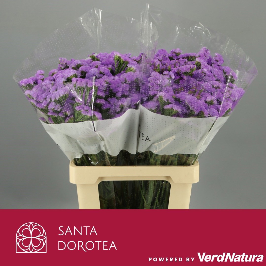 Статица Ана Блю 70, шт.