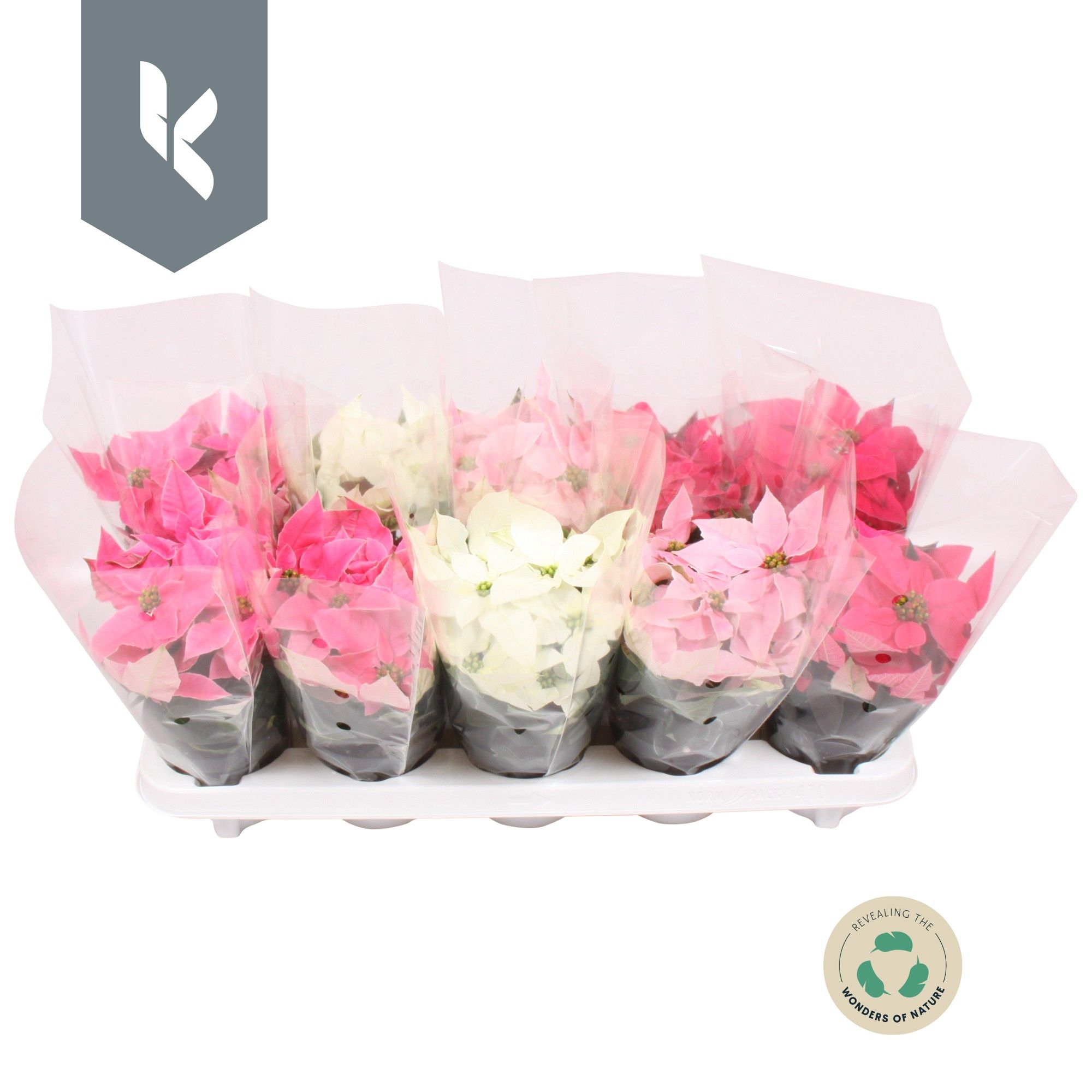 Princettia mix in de tray, D 10,5 cm