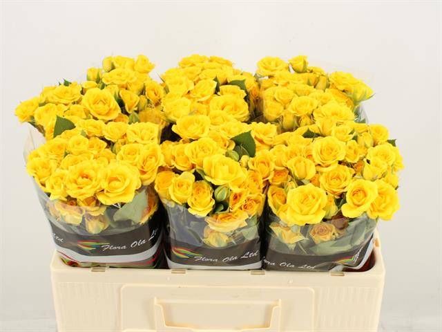 Роза куст. Еллоу Бейб 50, шт.