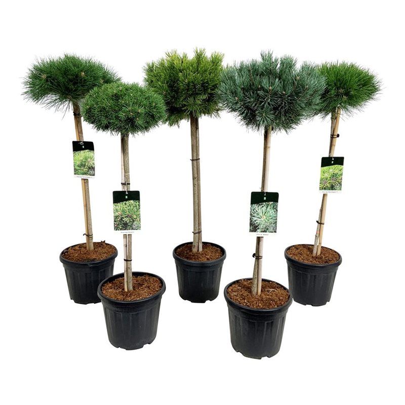 Mixlaag veredelde coniferen exclusief, D 32