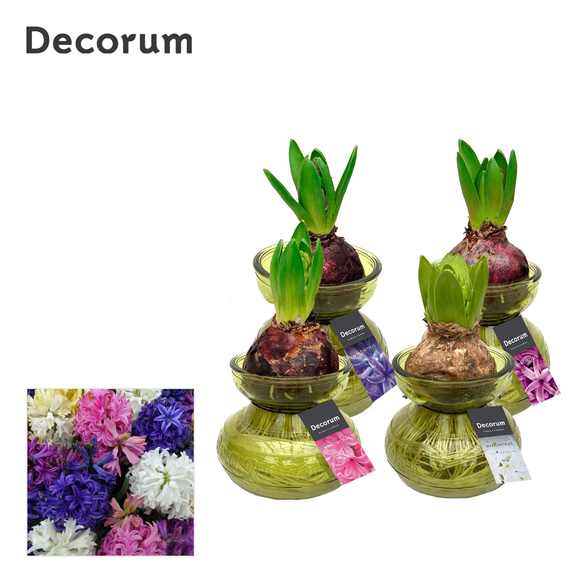 Hyacinth in Glass HL32080 [SPECIAL], D 9