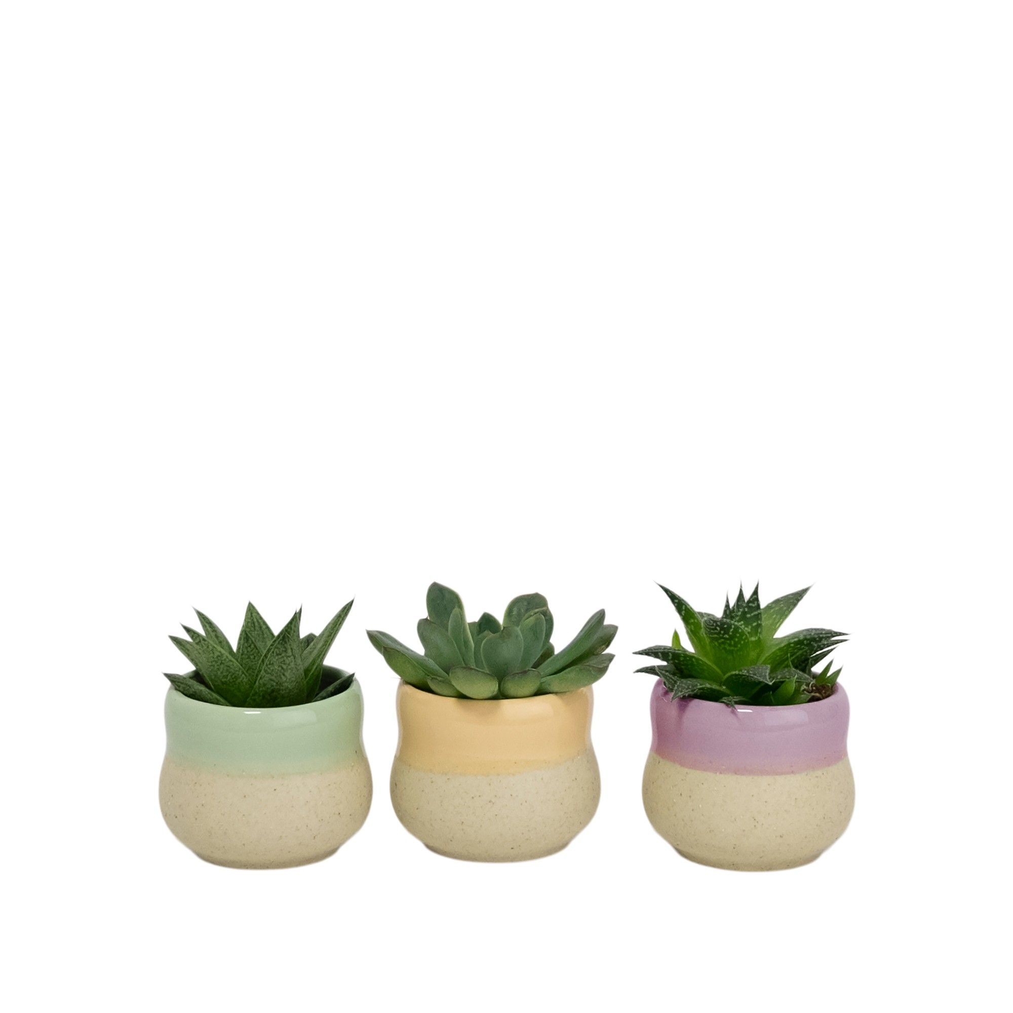 Soothing Curve 6 cm with Succulent mix, D 6