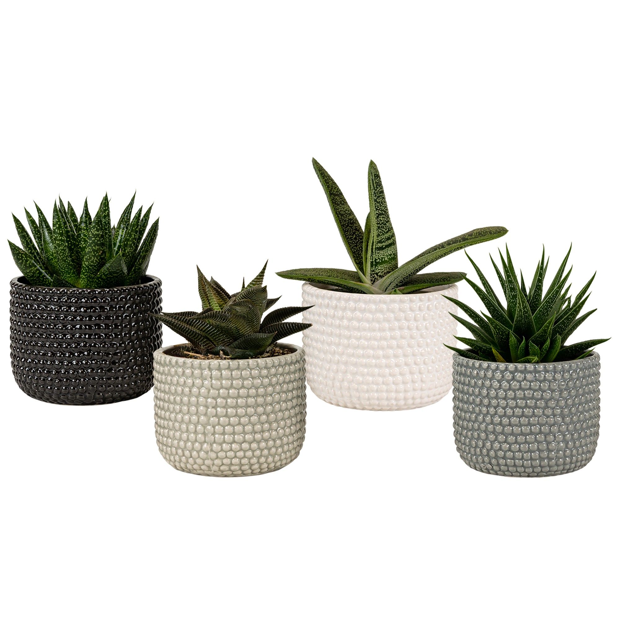 Brisbane with Succulent mix, D 9