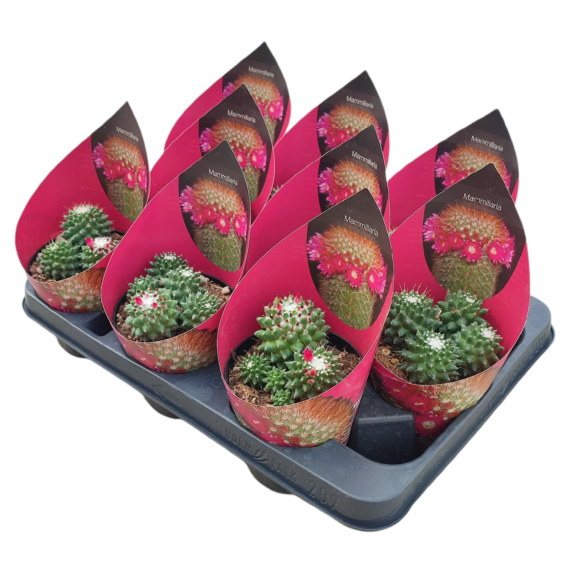 MAMMILLARIA TOLUCA - POT Ø 10,5 WITH POTCOVER (CACTUS), D 10,5 cm