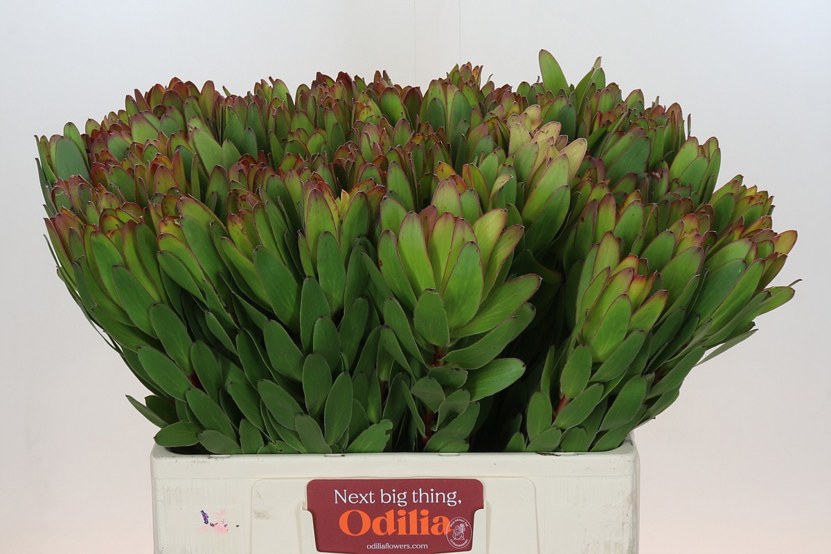 Леукадендрон Сафари Голдстрайк 60, шт.