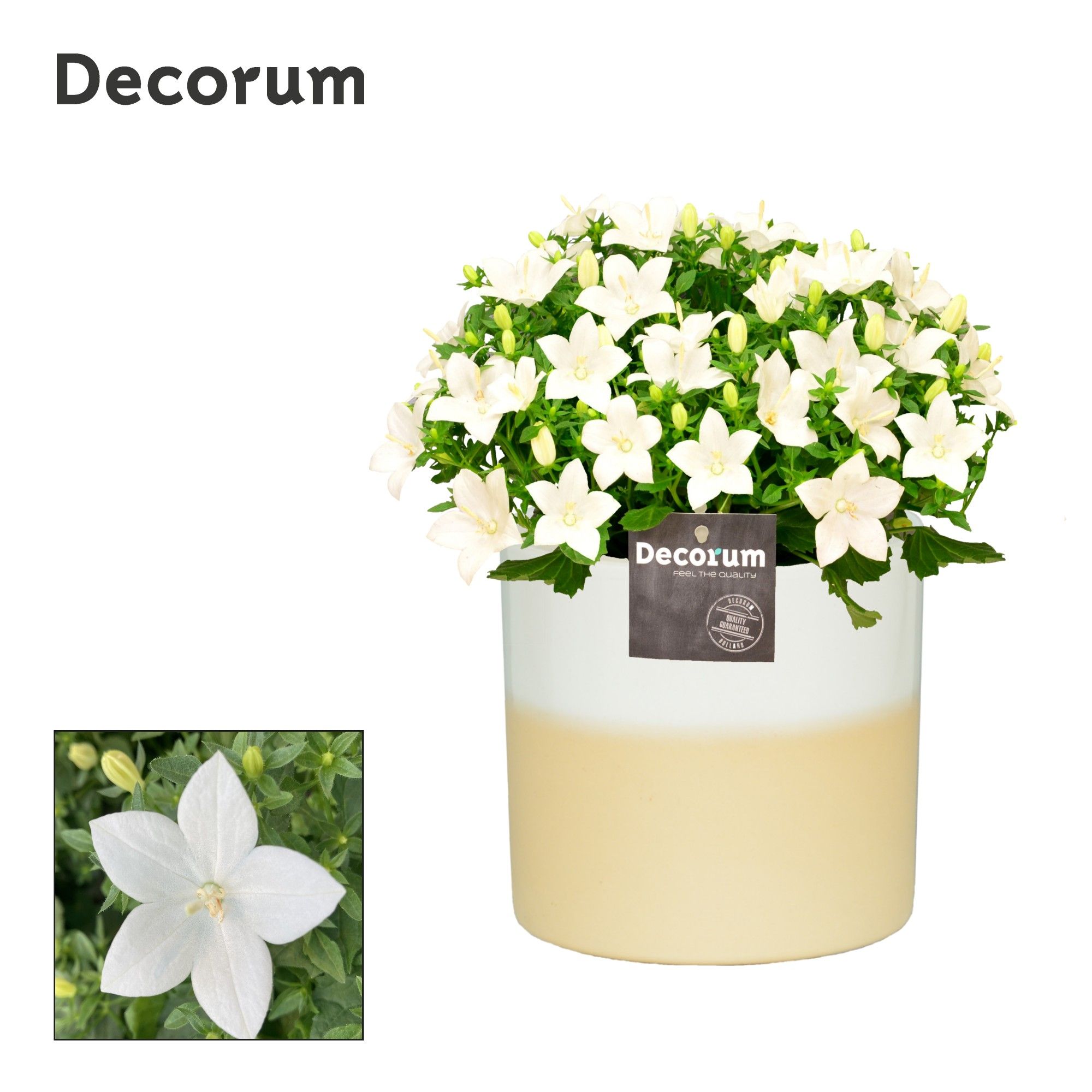 Campanula 'Atlanta' Rosy Decorum, D 13