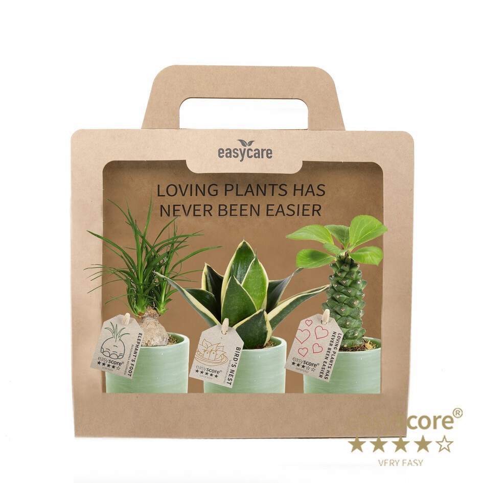 GREEN MIX 40690125 WB Green 3-pack, D 7 cm