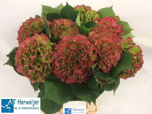 Гортензия Элбтал Классик 60, шт.