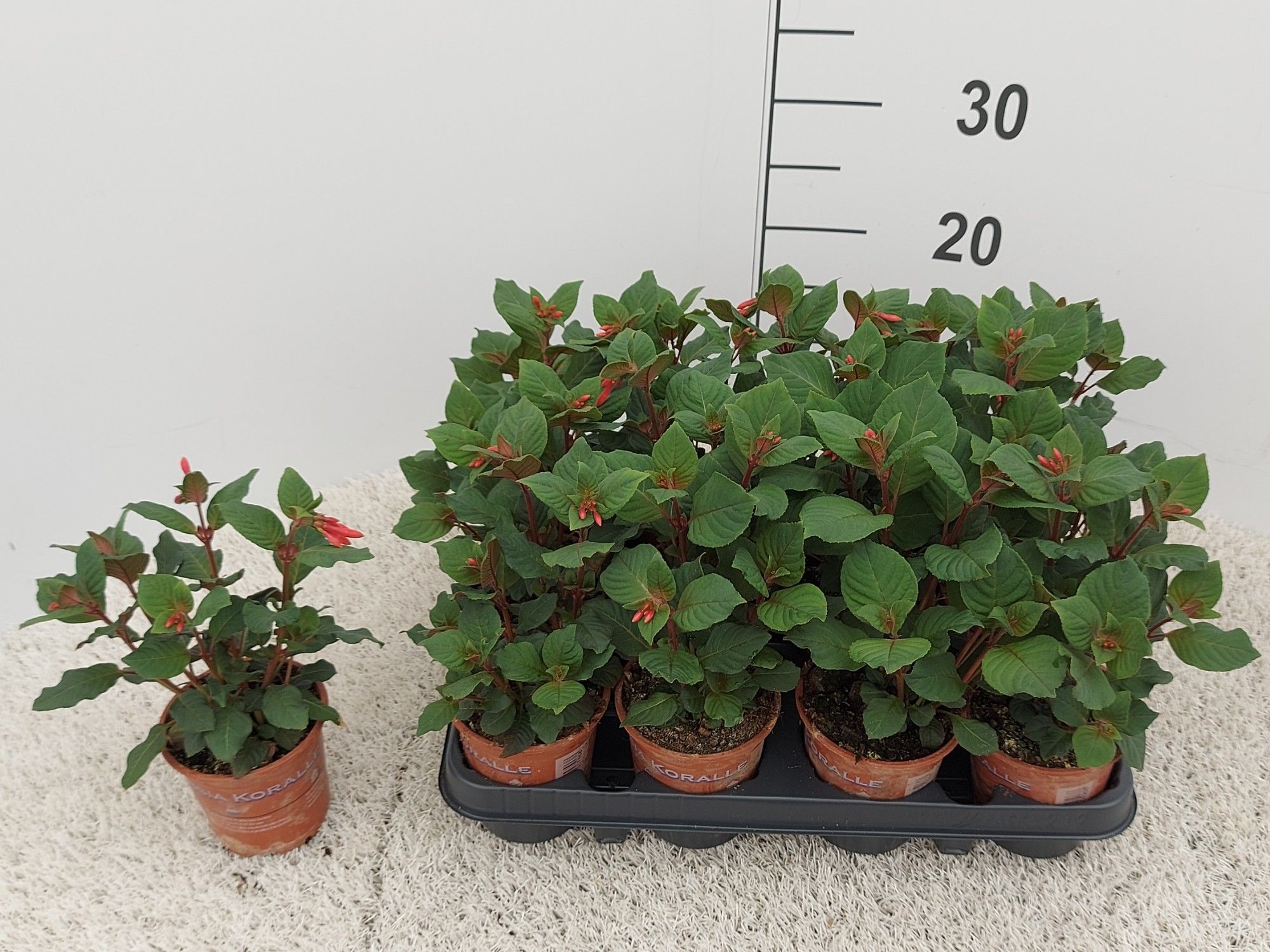 Fuchsia fulgens 'Koralle', zalmkleurig, D 10