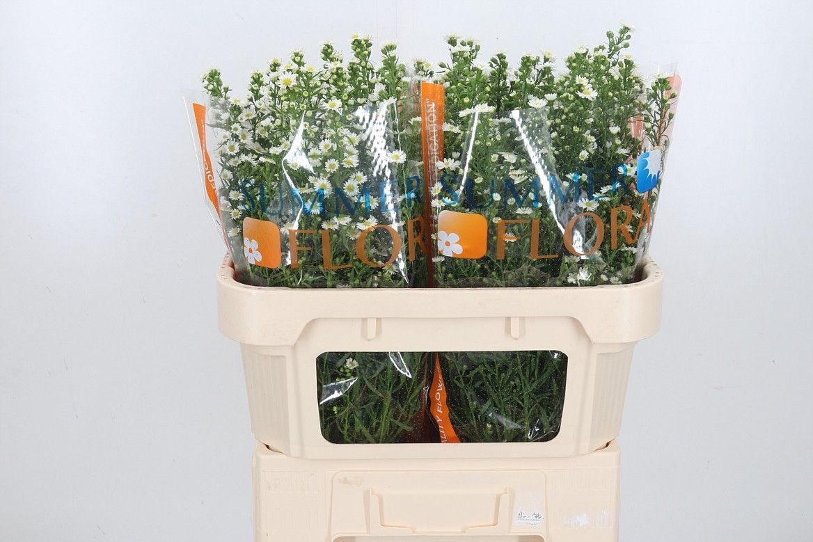 Астер Пакита 70, шт.