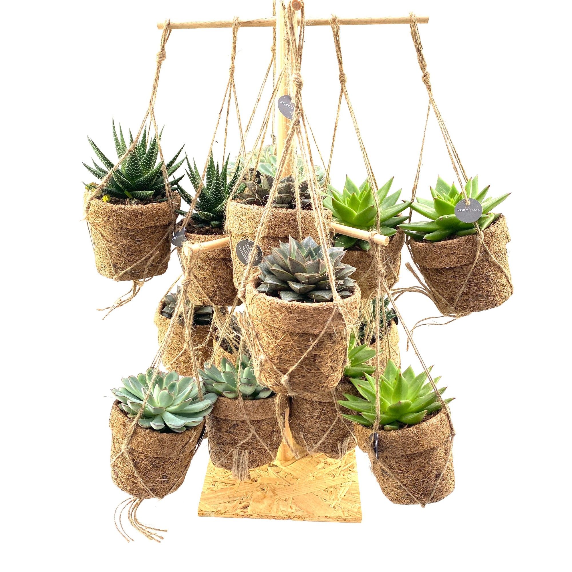 Kokopot 16 Display 60 cm Succulent mix, D 10