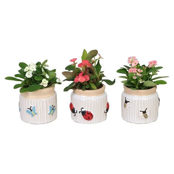 L 66635 with Euphorbia Milii Mix 6 cm, D 6 cm