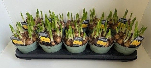 12 cm Narcissus Tete BouclÃ0C3©0A9, D 12