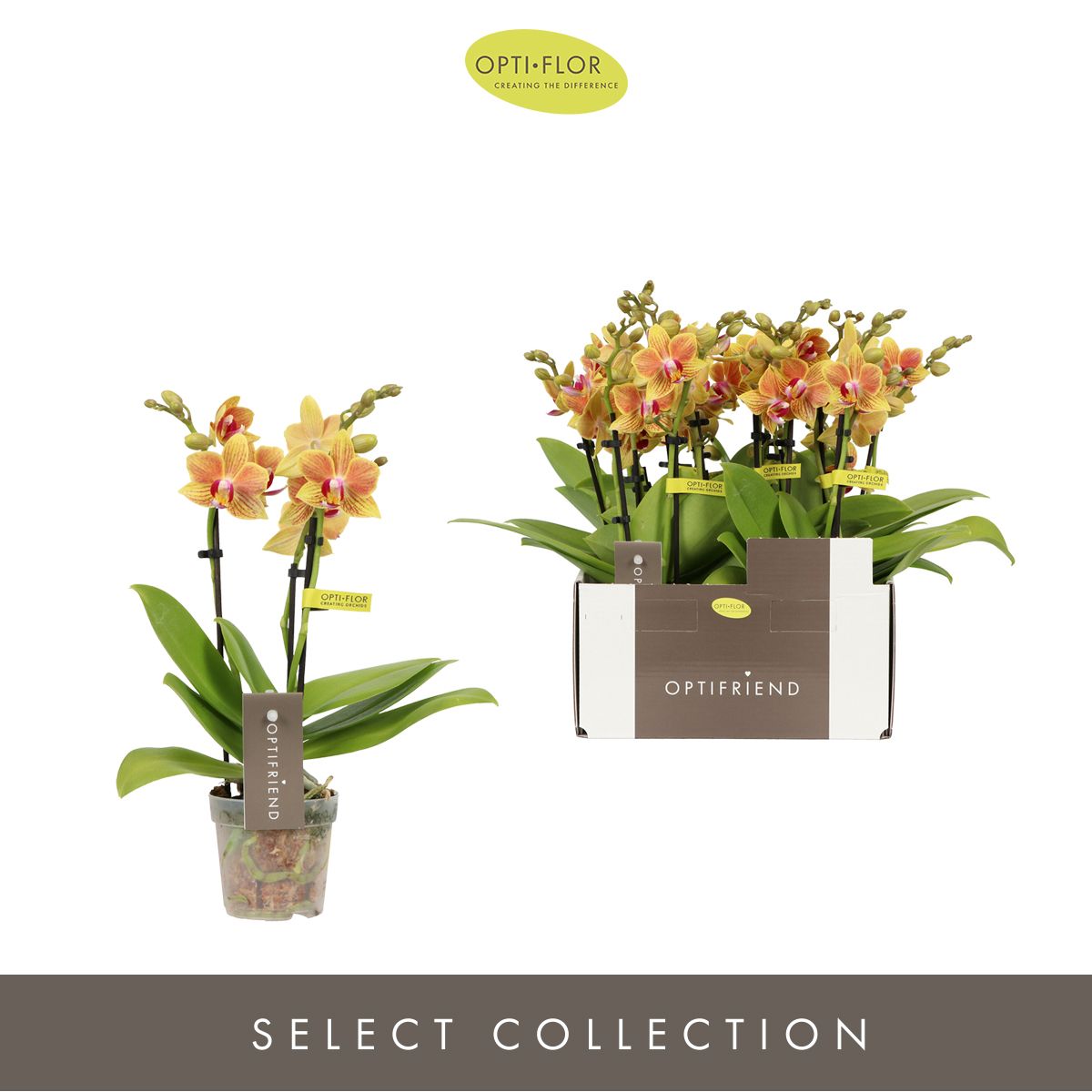 Optifriend Indy 3 spike, D 7 cm