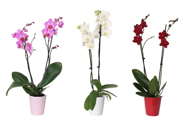 Zoe p12 dots mix candy Phal mix 2T14+, D 12 cm