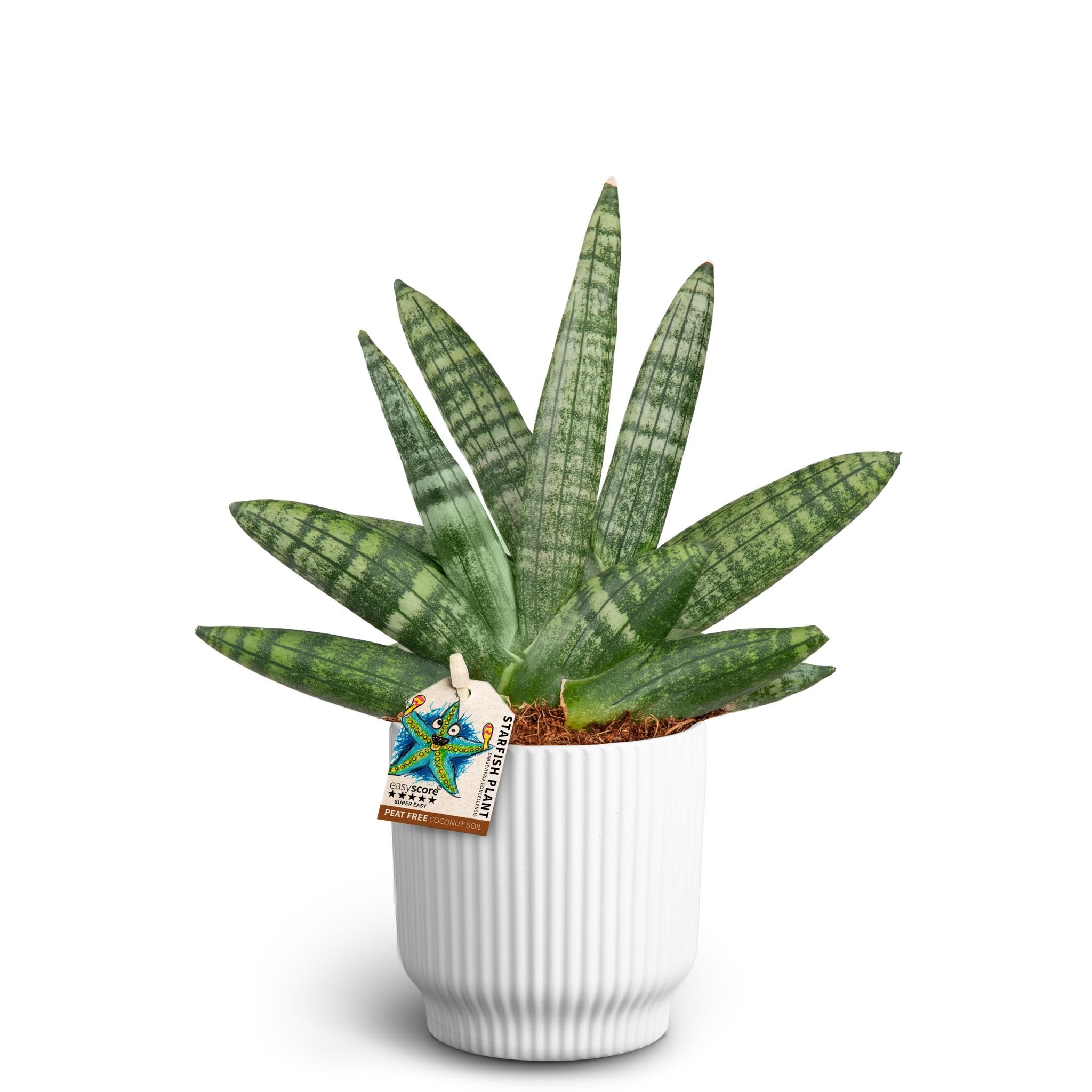 Nordic White, Sansevieria Boncellensis, D 10