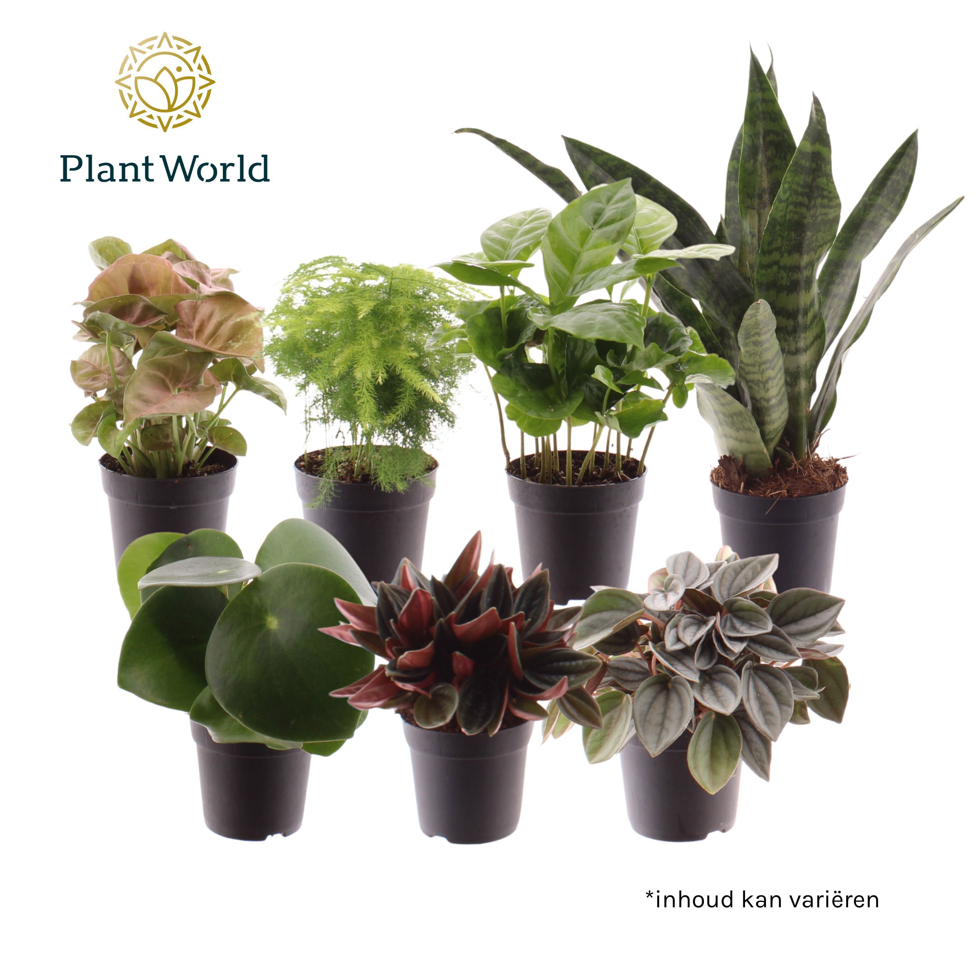 Keen on Green mix Nevada 7 cm (Cites Vrij), D 7