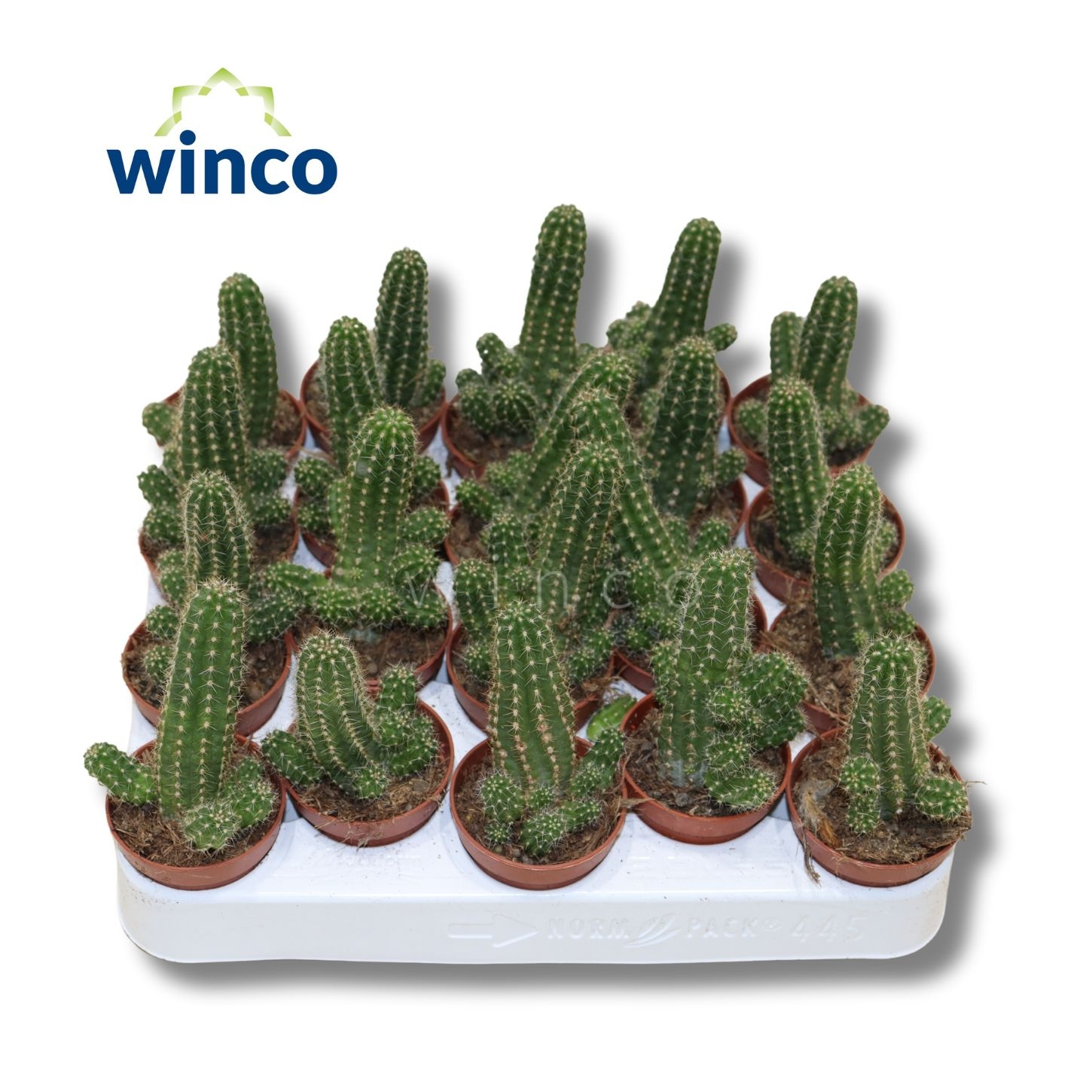 Chamaecereus Silvestrii, D 5,5 cm