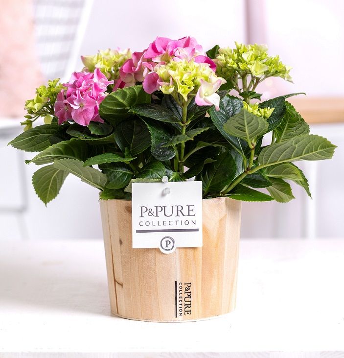 Hydrangea pink in P&PURE Wood 5, D 10