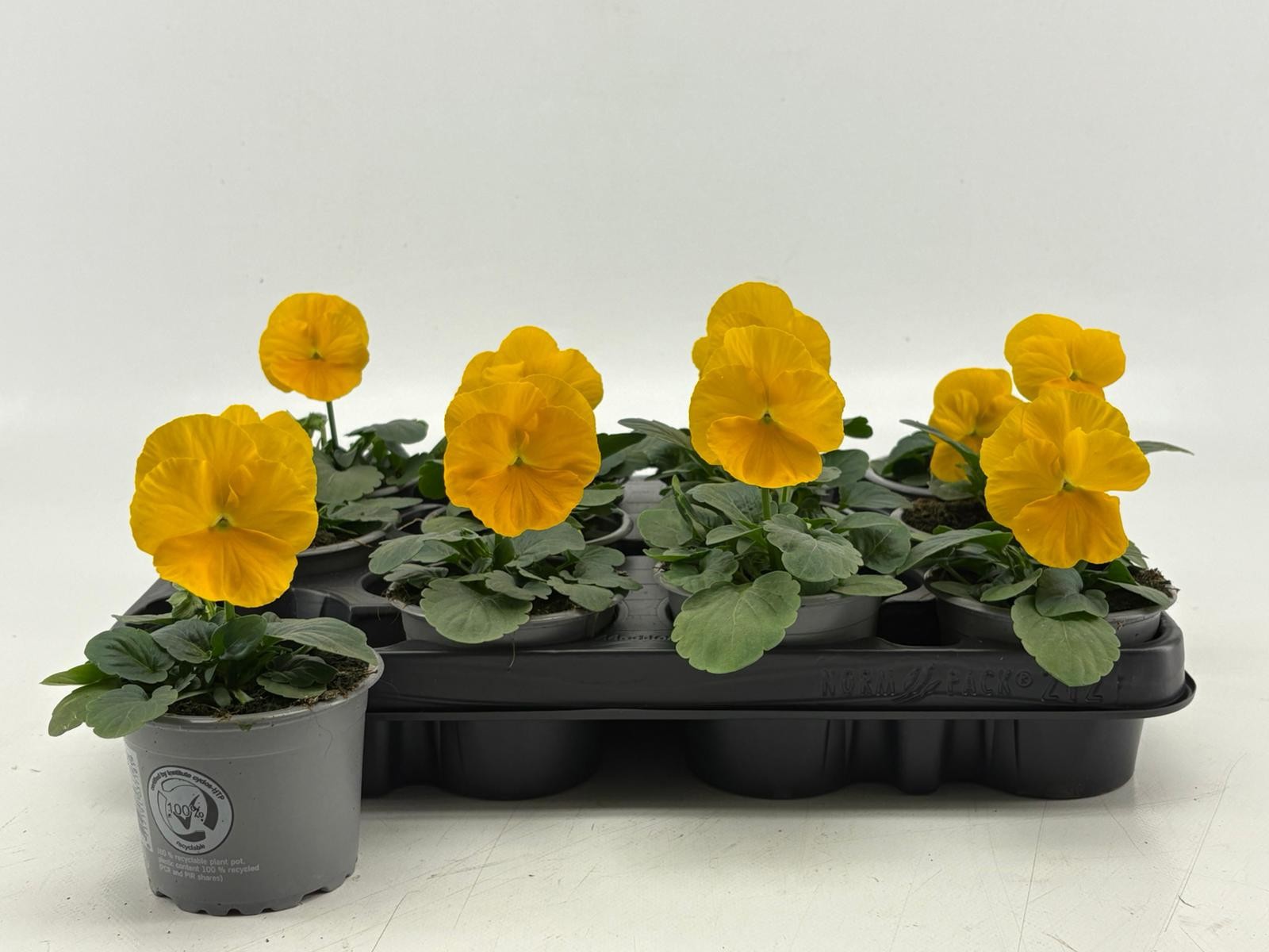 Viola F1 Clear Yellow, D 9 cm