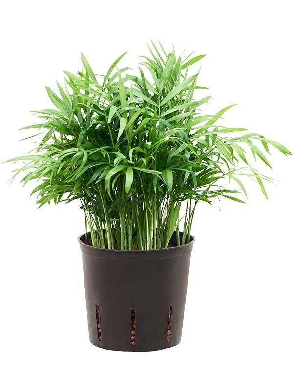 Chamaedorea elegans, D 13