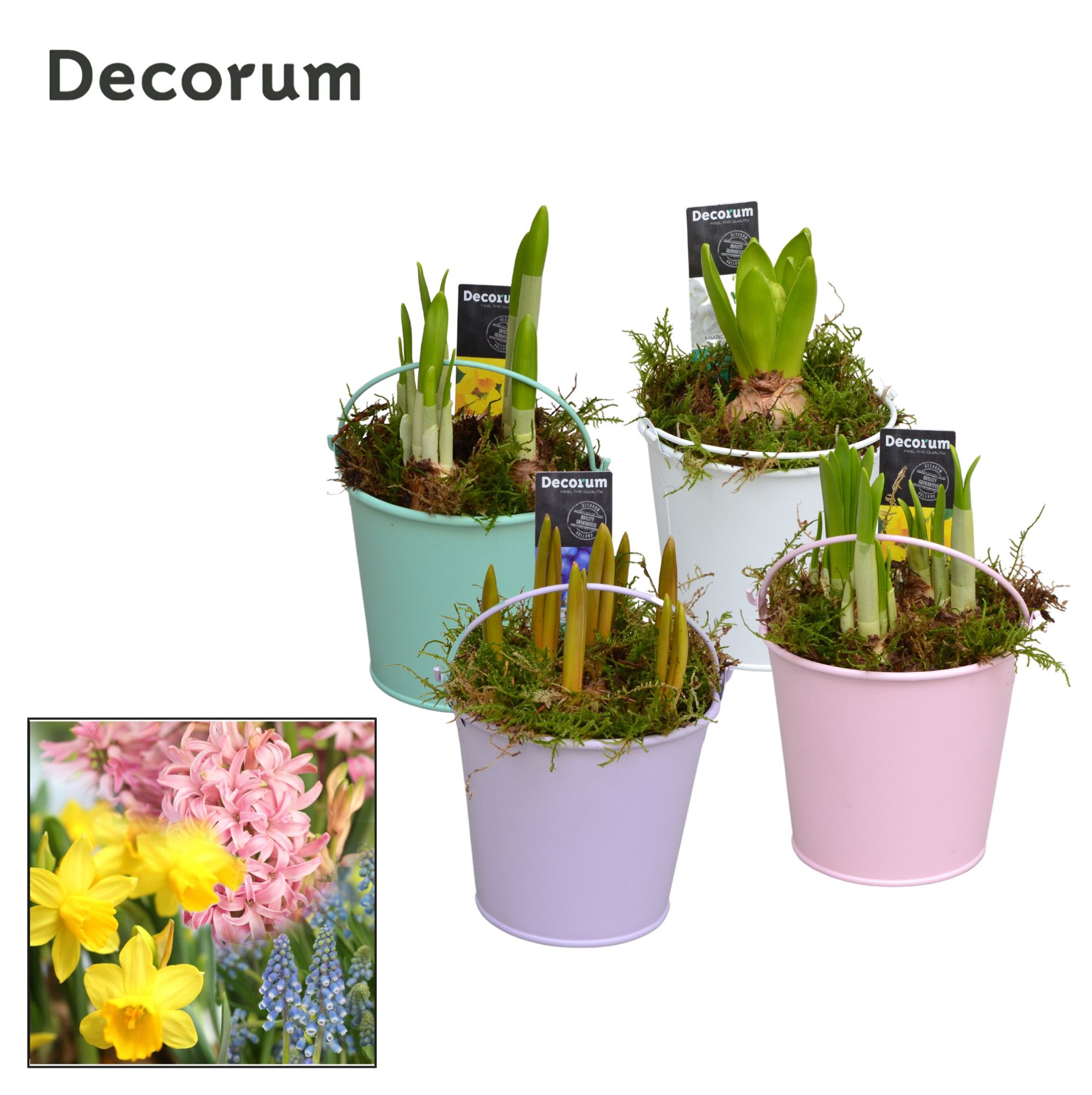 Bollenmix Lovely Bucket HL10563B, D 10