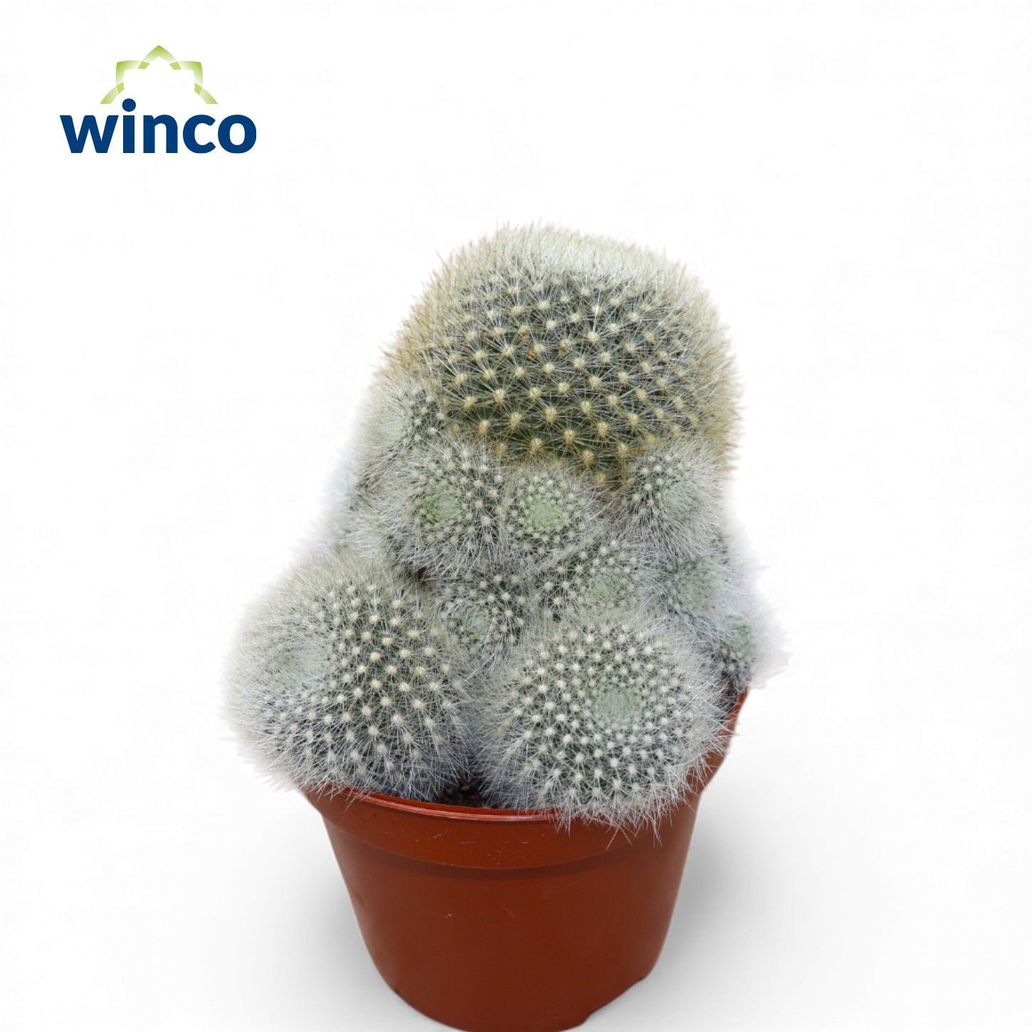 Rebutia Muscula (group), D 8,5